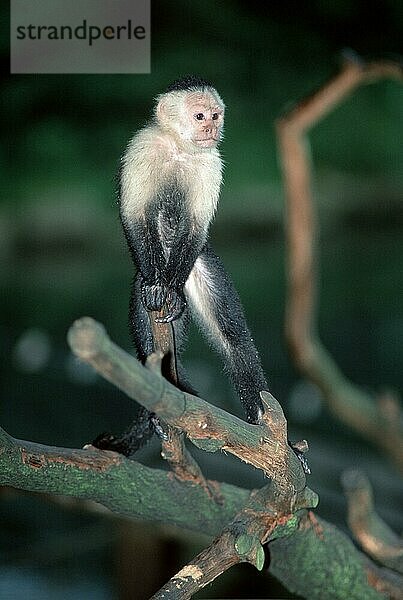 Weißkehlkapuziner (Cebus capucinus)  Weisschulterkapuziner  Säugetiere  Tiere  Affen  Primaten  Kapuzinerartige  außen  im Freien  Ast  Astwerk  vertikal  sitzen  sitzend  erwachsen  frontal  von vorne