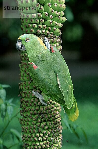 Gelbnackenamazone  Honduras (Amazona ochrocephala auropalliata)  Gelbnacken-Amazone  Tiere  Vogel  Vögel  Papageien  Amazonen  außen  draußen  grün  grün  vertikal  erwachsen  klettern  von hinten