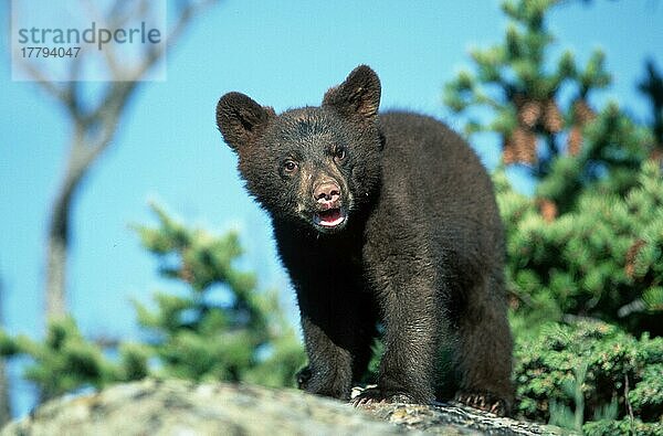 Schwarzbärjunges  Schwarzbär (Ursus americanus)  Jungtier  Amerika  Säugetiere  Tiere  Bären  Raubtiere  Jungtiere  außen  draußen  Querformat  horizontal  stehen  Kommunikation