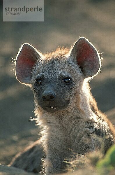 Tüpfelhyäne (Crocuta crocuta)  Krüger Nationalpark  Südafrika  Säugetiere  Tiere  Hundeartige  Caniden  Raubtiere  außen  draußen  Gegenlicht  Porträt  Portrait  aufmerksam  Blickkontakt  erwachsen  vertikale Hyäne  Hyäne
