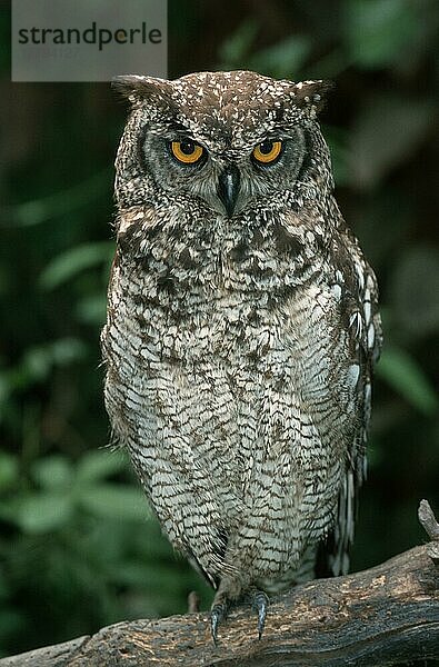 Spotted Eagle-owl  South Africa  Fleckenuhu (Bubo africanus)  Südafrika  Tiere  animals  Vogel  Vögel  birds  Eulen  owls  Uhu  owl  außen  outdoor  frontal  head-on  von vorne  sitzen  sitting  adult  Blickkontakt  eye-contact