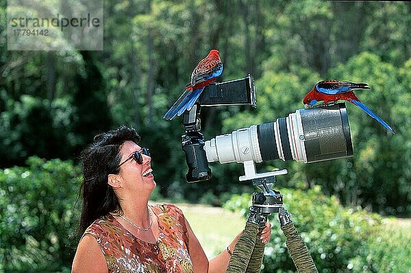 Frau mit Pennant's Rosellas  Pebby Beach (Platycercus elegans)  Fotografieren  Australien  Ozeanien