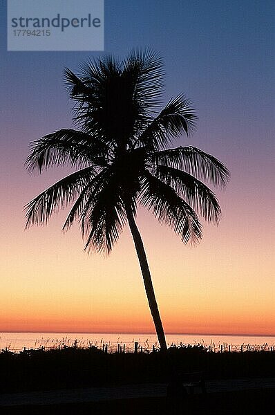 Palme in der Abenddämmerung  Florida  USA  Nordamerika