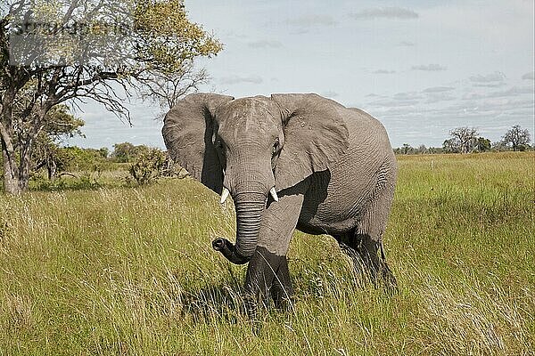 Afrikanischer (Loxodonta africana) Elefantnische Elefanten  Elefanten  Säugetiere  Tieren Elephant adult  in aggressive pose  walking in wetland  Okavango Delta  Botswana  Afrika