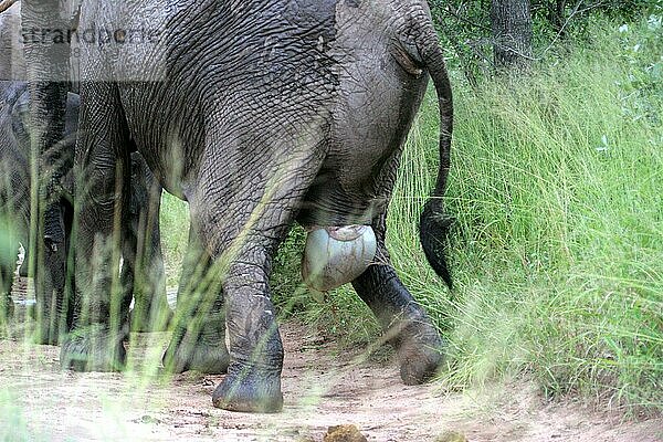 Afrikanischer (Loxodonta africana) Elefantnische Elefanten  Elefanten  Säugetiere  Tieren Elephant adult female  giving birth to calf  Sabi Sand Game Reserve  South Africa  Geburt