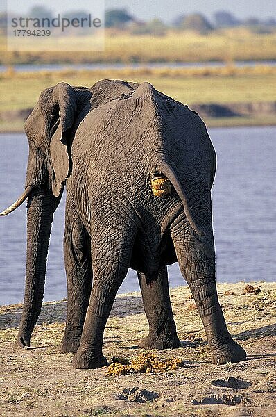 Afrikanischer (Loxodonta africana) Elefantnische Elefanten  Elefanten  Säugetiere  Tieren Elephant Defecating  Chobe  Botswana  Kot  koten  kotet  kotend  Afrika