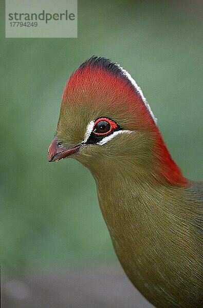 Fischerturako (Tauraco fischeri)  Südafrika  Fischer-Turako  Profil  seitlich  Seite