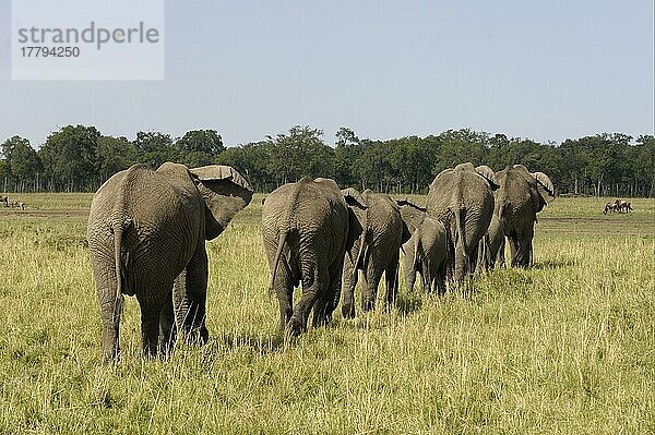 Afrikanischer (Loxodonta africana) Elefantnische Elefanten  Elefanten  Säugetiere  Tieren Elephant adult females with calves  herd following each other  walking away in line  Masai Mara  Kenya