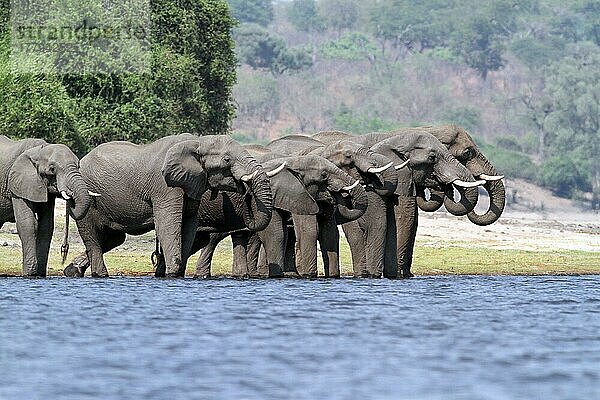 Afrikanischer (Loxodonta africana) Elefantnische Elefanten  Elefanten  Säugetiere  Tieren Elephant adults  herd drinking at edge of water  Chobe River  Chobe N. P. Botswana