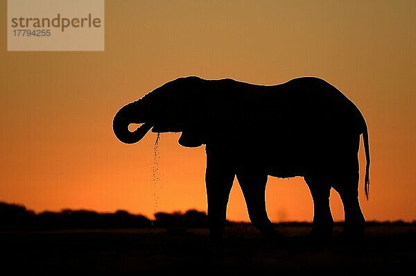 Afrikanischer (Loxodonta africana) Elefantnische Elefanten  Nationalpark  Elefanten  Säugetiere  Tieren Elephant adult  drinking  Silhouette at sunset  Nxai Pan N. P. Botswana