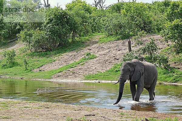 Afrikanischer (Loxodonta africana) Elefantnische Elefanten  Elefanten  Säugetiere  Tieren Elephant adult  standing in water  Okavango Delta  Botswana  Afrika