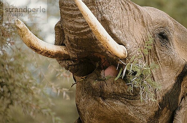 Afrikanischer (Loxodonta africana) Elefantnische Elefanten  Elefanten  Säugetiere  Tieren Elephant Eating acacia thorn vegetation  Samburu  Kenya