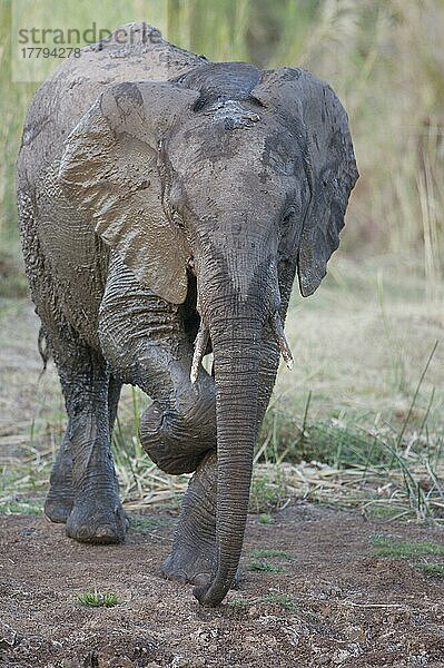 Afrikanischer (Loxodonta africana) Elefantnische Elefanten  Elefanten  Säugetiere  Tieren Elephant juvenile  having mud bath at waterhole  scratching leg  Kruger N. P. Mpumalanga  South Africa  nach Schlammbad