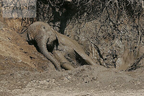 Afrikanischer (Loxodonta africana) Elefantnische Elefanten  Elefanten  Säugetiere  Tieren Elephant juvenile  bathing at mud wallow  Botswana  Schlammbad  Afrika