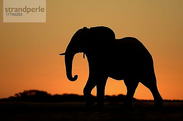 Afrikanischer (Loxodonta africana) Elefantnische Elefanten  Elefanten  Säugetiere  Tieren Elephant adult  silhouette at sunset  Botswana  Afrika