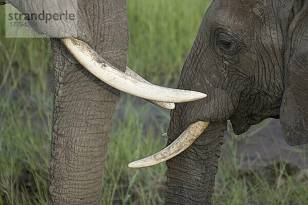 Afrikanischer (Loxodonta africana) Elefantnische Elefanten  Elefanten  Säugetiere  Tieren Elephant  ivory  tusk  trunk  tooth  Stoßzahn  Stoßzähne