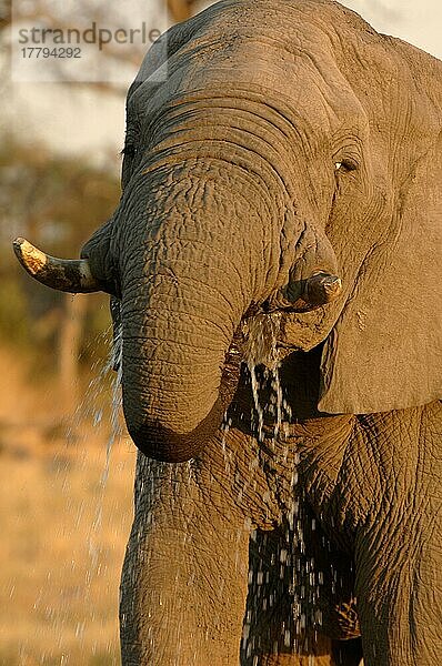 Afrikanischer (Loxodonta africana) Elefantnische Elefanten  Elefanten  Säugetiere  Tieren Elephant adult  drinking  close-up of head  Kwai  Botswana  Afrika