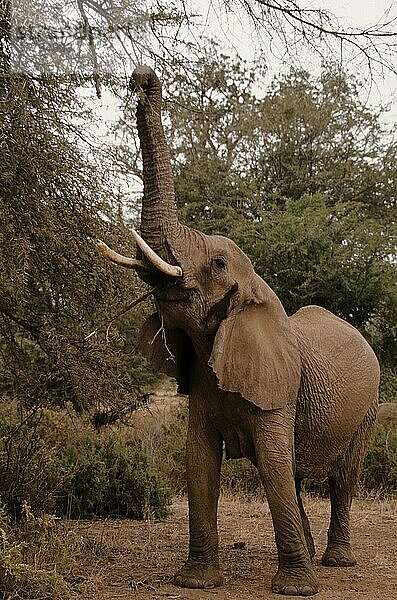 Afrikanischer (Loxodonta africana) Elefantnische Elefanten  Elefanten  Säugetiere  Tieren Elephant Eating acacia tree  Samburu  Kenya