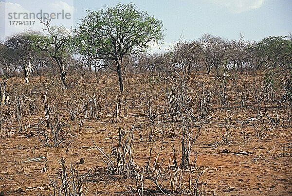 Afrikanischer (Loxodonta africana) Elefantnische Elefanten  Elefanten  Säugetiere  Tieren Elephant Habitat damage in Chobe  Botswana  Lebensraumzerstörung  zerstörter Lebensraum  Afrika