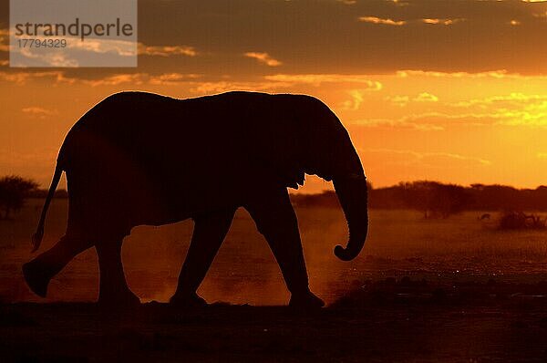 Afrikanischer (Loxodonta africana) Elefantnische Elefanten  Elefanten  Säugetiere  Tieren Elephant adult walking in dust at sunset  silhouette  Botswana  Afrika