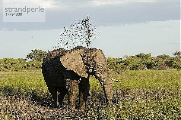 Afrikanischer (Loxodonta africana) Elefantnische Elefanten  Elefanten  Säugetiere  Tieren Elephant adult male  mud bathing  in wetland habitat  Chief's Island  Okavango Delta  Botswana  Schlammbad  Afrika