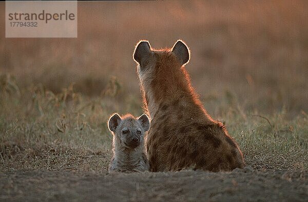 Spotted Hyena with cub at den  Hyäne  Massai Mara Game Reserve  Kenya  Tüpfelhyäne (Crocuta crocuta) mit Jungtier am Bau  Massai-Mara-Wildschutzgebiet  Kenia  Afrika