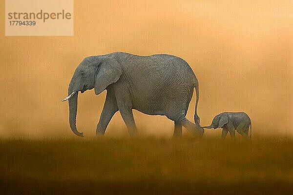 Afrikanischer (Loxodonta africana) Elefantnische Elefanten  Elefanten  Säugetiere  Tieren Elephant mother with baby  walking  Masai Mara  Kenya (Composite image)