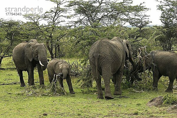 Afrikanischer (Loxodonta africana) Elefantnische Elefanten  Elefanten  Säugetiere  Tieren Elephant adult females with calves  feeding on acacia trees  Masai Mara  Kenya
