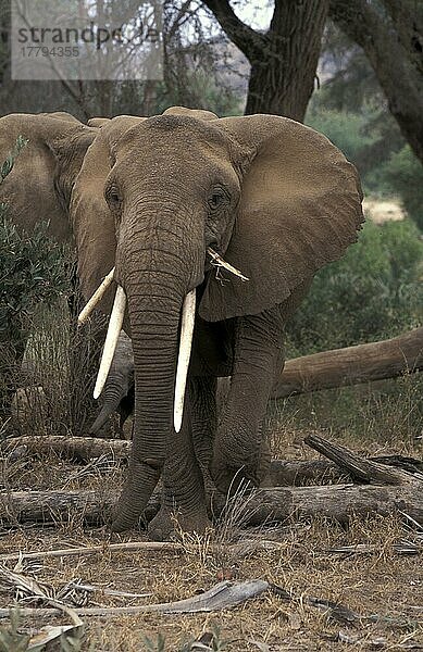 Afrikanischer (Loxodonta africana) Elefantnische Elefanten  Elefanten  Säugetiere  Tieren Elephant Feeding on tree bark  Kenya  frisst Baumrinde