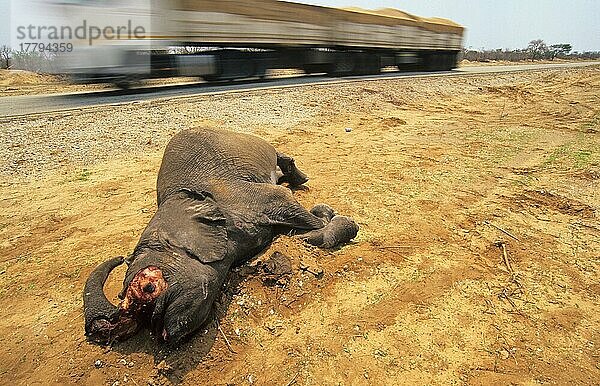 Afrikanischer (Loxodonta africana) Elefantnische Elefanten  Elefanten  Säugetiere  Tieren Elephant young dead beside road  killed by passing lorry  near Kasane  Botswana  Strassenverkehrsopfer  Afrika