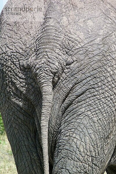 Afrikanischer (Loxodonta africana) Elefantnische Elefanten  Elefanten  Säugetiere  Tieren Elephant adult  close-up of rump and tail  Okavango Delta  Botswana  Afrika