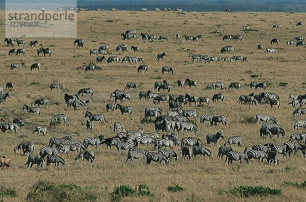 Steppenzebras (Equus quagga burchelli)  Massai-Mara-Wildschutzgebiet  Kenia  Afrika