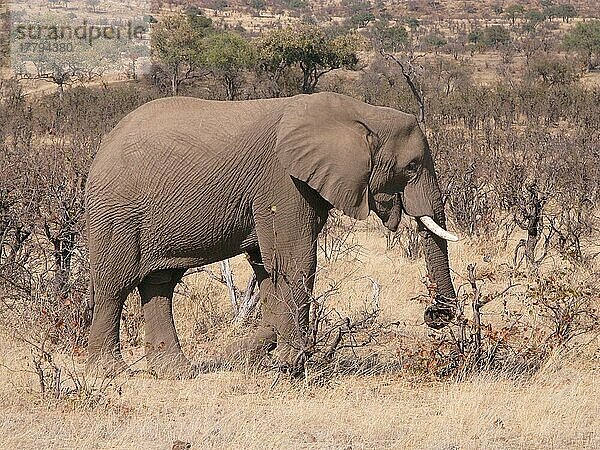 Afrikanischer (Loxodonta africana) Elefantnische Elefanten  Wildschutzgebiet  Elefanten  Säugetiere  Tieren Elephant adult  feeding on dry leaves in bushland habitat  Mashatu Game Reserve  Tuli Block  Botswana  Afrika