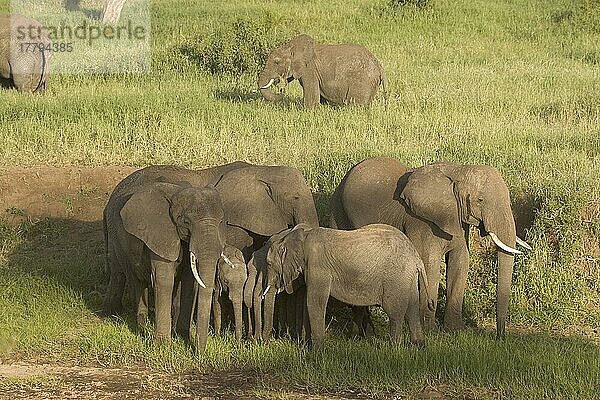 Afrikanischer (Loxodonta africana) Elefantnische Elefanten  Elefanten  Säugetiere  Tieren Elephant  family  herd  Tanzania  Tarangie