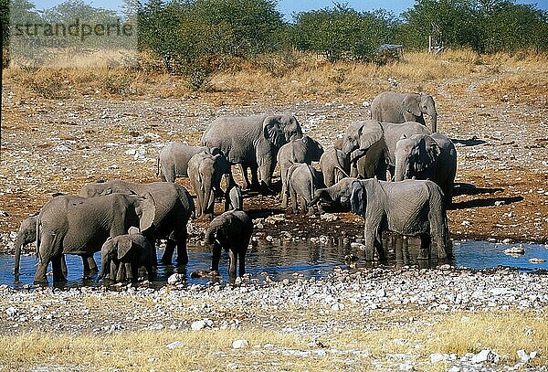 Afrikanischer (Loxodonta africana) Elefantnische Elefanten  Elefanten  Säugetiere  Tiere  Elephant Family group at water hole  Namibia  Wasserstelle  Wasserloch  Afrika