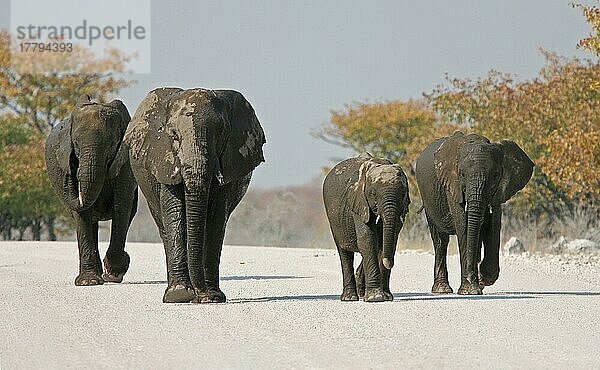 Afrikanischer (Loxodonta africana) Elefantnische Elefanten  Elefanten  Säugetiere  Tieren Elephant adults and juveniles  walking along road  Etosha  Namibia  Afrika