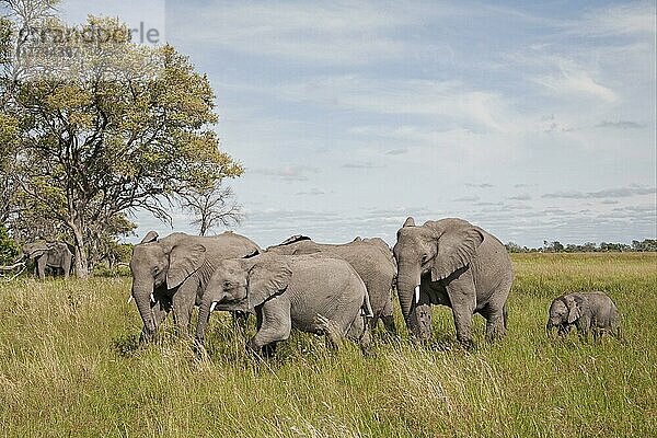 Afrikanischer (Loxodonta africana) Elefantnische Elefanten  Elefanten  Säugetiere  Tieren Elephant adults with young  walking in wetland  Okavango Delta  Botswana  Afrika