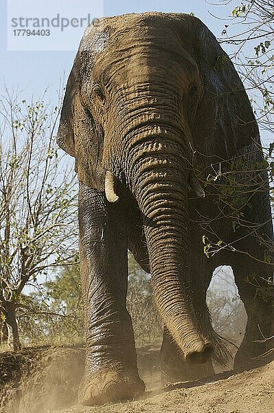 Afrikanischer (Loxodonta africana) Elefantnische Elefanten  Elefanten  Säugetiere  Tieren Elephant adult  having dustbath  Kruger N. P. Mpumalanga  South Africa  Staubbad