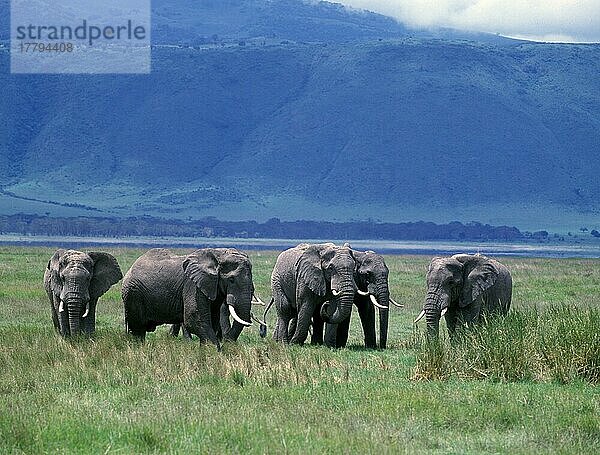Afrikanischer (Loxodonta africana) Elefantnische Elefanten  Elefanten  Säugetiere  Tieren Elephant Group of males in the Ngorongoro Crater (S)