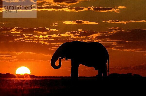 Afrikanischer (Loxodonta africana) Elefantnische Elefanten  Nationalpark  Elefanten  Säugetiere  Tieren Elephant adult  drinking  Silhouette at sunset  Nxai Pan N. P. Botswana