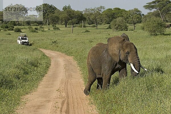 Afrikanischer (Loxodonta africana) Elefantnische Elefanten  Elefanten  Säugetiere  Tieren Elephant  Road  Safari  Landrover  Tanzania  Tarangie National park