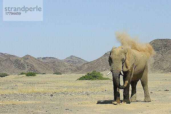 Afrikanischer (Loxodonta africana) Elefantnische Elefanten  Elefanten  Säugetiere  Tieren Elephant adult  dusting  throwing sand with trunk  standing on arid desert plain  Damaraland  Namibia  Staubbad  Afrika