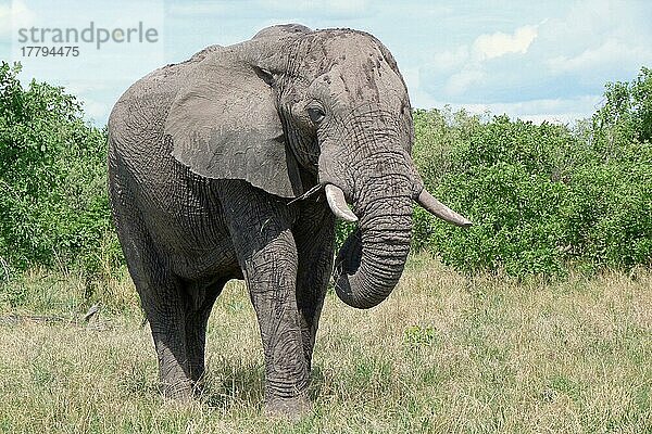 Afrikanischer (Loxodonta africana) Elefantnische Elefanten  Elefanten  Säugetiere  Tieren Elephant adult  feeding  Okavango Delta  Botswana  Afrika