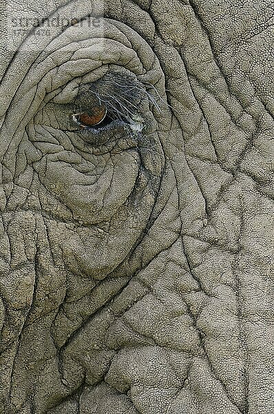 Afrikanischer (Loxodonta africana) Elefantnische Elefanten  Elefanten  Säugetiere  Tieren Elephant adult  close-up of eye and skin  Masai Mara  Kenya