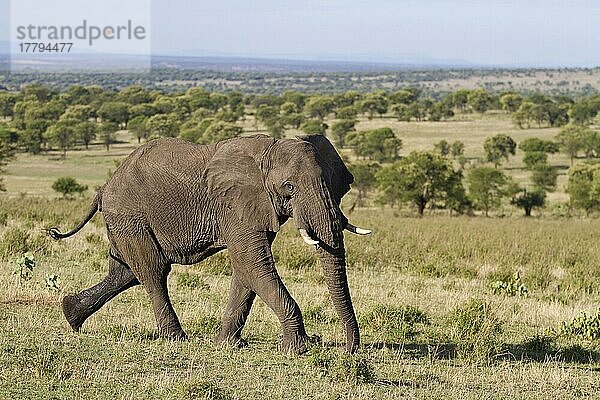 Afrikanischer (Loxodonta africana) Elefantnische Elefanten  Elefanten  Säugetiere  Tieren Elephant adult  aggressive behaviour  walking in savannah habitat  Serengeti N. P. Tanzania  December