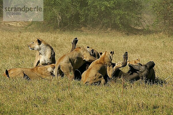Löwe (Panthera leo) Stolz tötet afrikanischen Büffel  Okavango-Delta  Botswana  Löwin  Löwinnen  Afrika