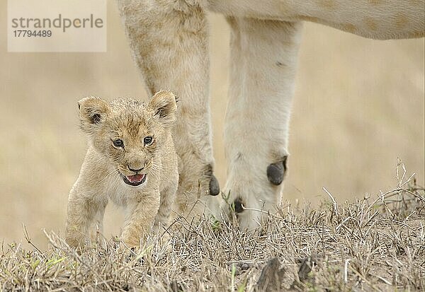 Afrikanischer Löwenische (Panthera leo) Löwennischer Löwenische Löwen  Löwen  Raubkatzen  Raubtiere  Säugetiere  Tiere  Lion cub  calling  lost and parted from mother  Masai Mara  Kenya