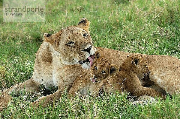 Afrikanischer Löwenische (Panthera leo) Löwennischer Löwenische Löwen  Löwen  Raubkatzen  Raubtiere  Säugetiere  Tiere  Lion adult female licking cub  Masaii Mara  Kenya