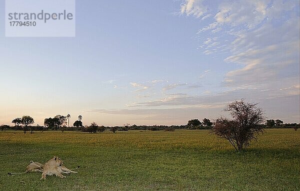 Afrikanischer Löwenische (Panthera leo) Löwennischer Löwenische Löwen  Löwen  Raubkatzen  Raubtiere  Säugetiere  Tiere  Lion two adult females  resting in habitat at sunset  Chief's Island  Okavango Delta  Botswana  Afrika