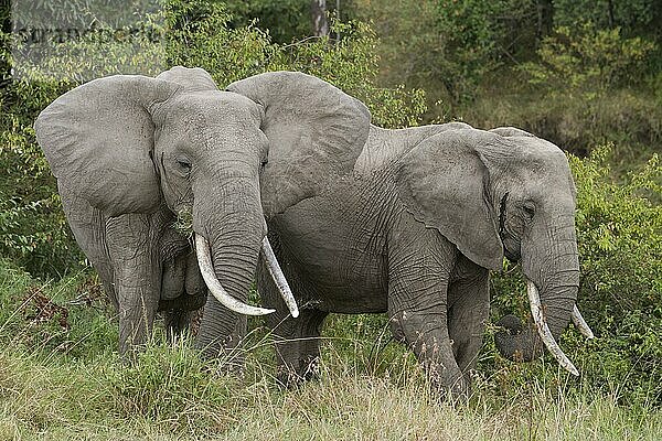 Afrikanischer (Loxodonta africana) Elefantnische Elefanten  Elefanten  Säugetiere  Tieren Elephant two adults  feeding on graß  Masai Mara  Kenya  August